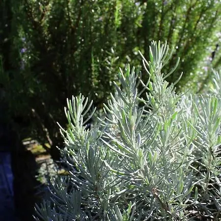 Casa Dos Três Rapazes Villa Monte Cordova