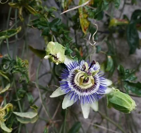 Casa Dos Três Rapazes *