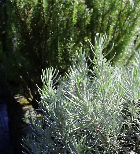 Casa Dos Tres Rapazes וילה Monte Cordova