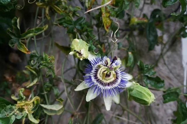 Casa Dos Tres Rapazes *